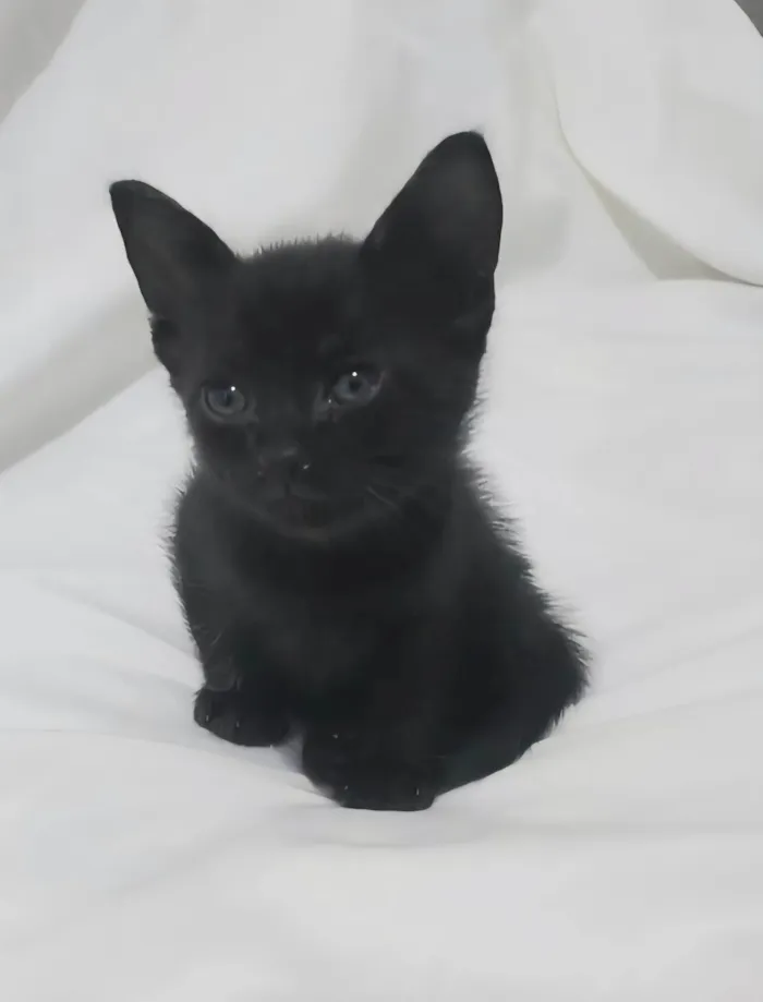 Gato ra a SRD-ViraLata idade Abaixo de 2 meses nome Liz