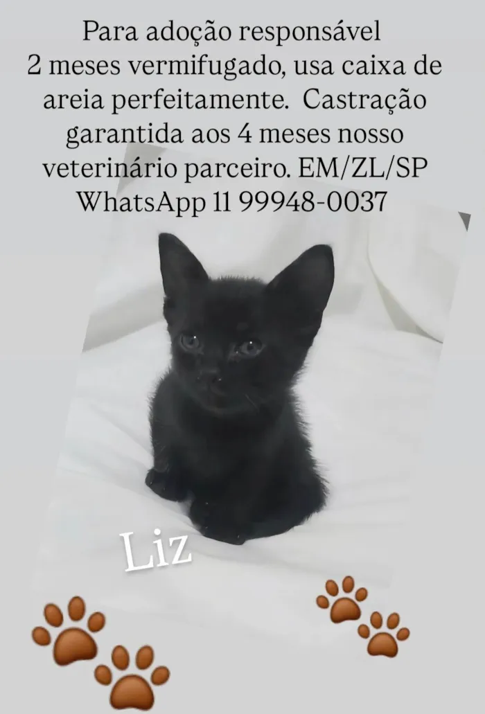 Gato ra a SRD-ViraLata idade Abaixo de 2 meses nome Liz