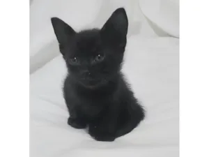 Gato raça SRD-ViraLata idade Abaixo de 2 meses nome Liz