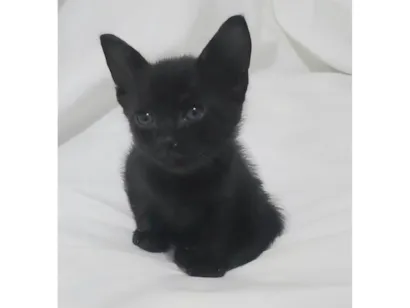 Gato raça SRD-ViraLata idade Abaixo de 2 meses nome Liz