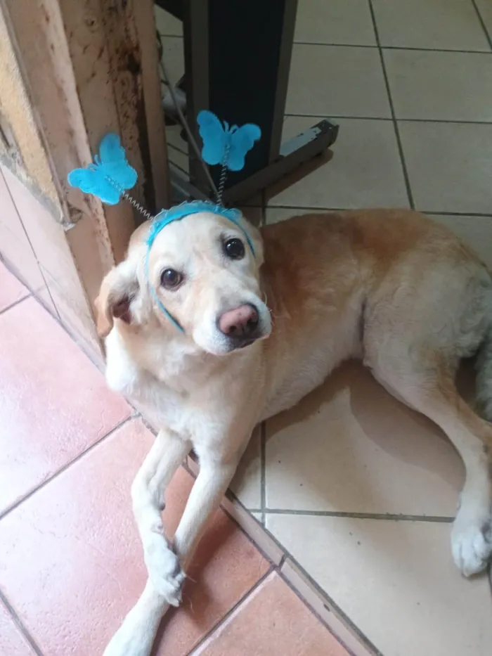 Cachorro ra a SRD-ViraLata idade 4 anos nome Scott 