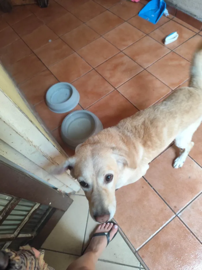 Cachorro ra a SRD-ViraLata idade 4 anos nome Scott 