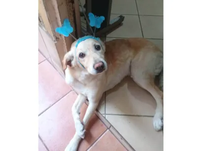 Cachorro raça SRD-ViraLata idade 4 anos nome Scott 