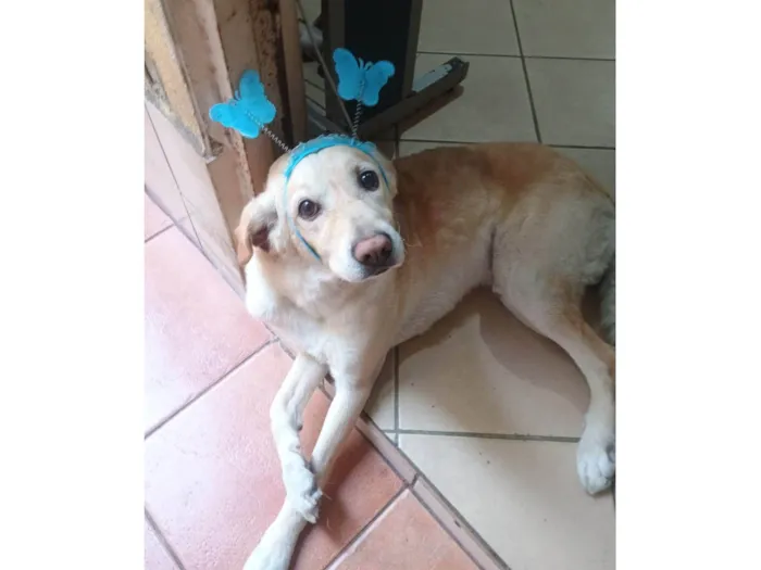 Cachorro ra a SRD-ViraLata idade 4 anos nome Scott 