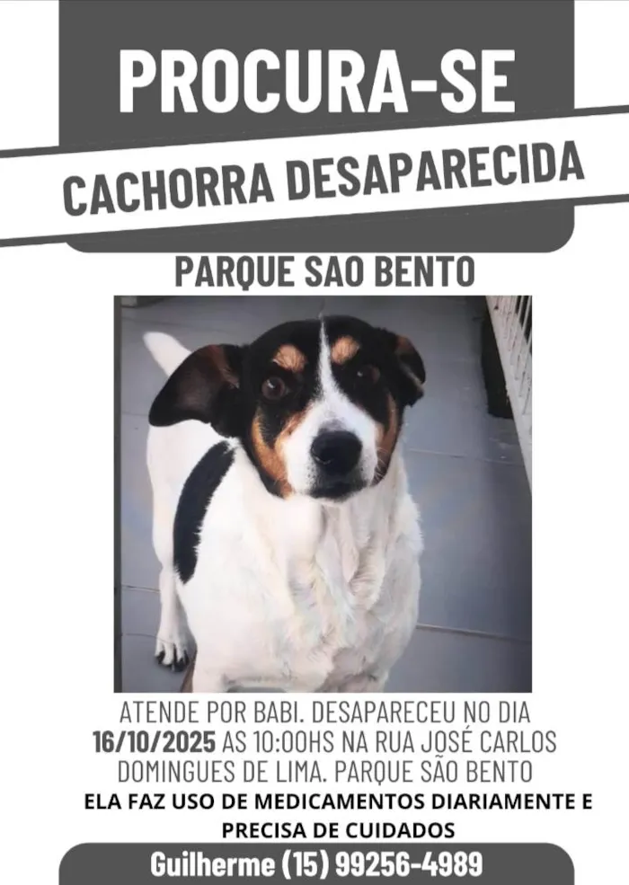 Cachorro ra a Fox Terrier idade 6 ou mais anos nome Babi