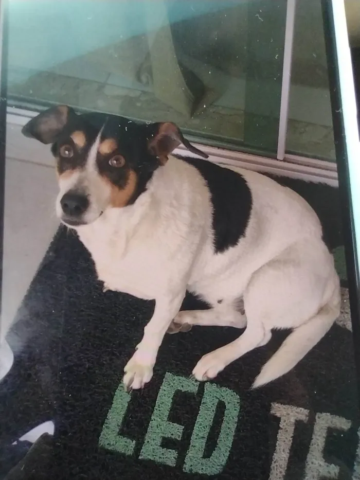 Cachorro ra a Fox Terrier idade 6 ou mais anos nome Babi