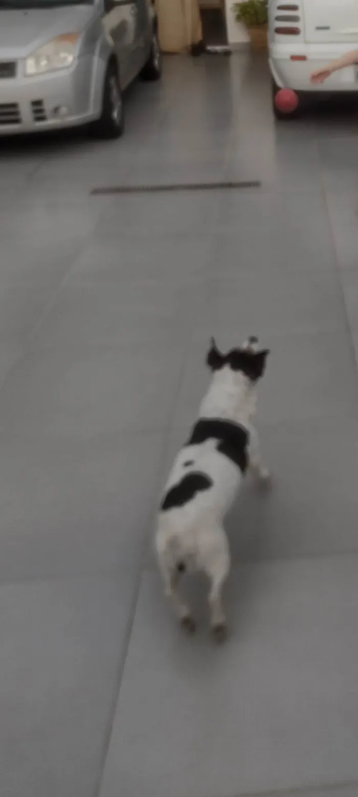 Cachorro ra a Fox Terrier idade 6 ou mais anos nome Babi