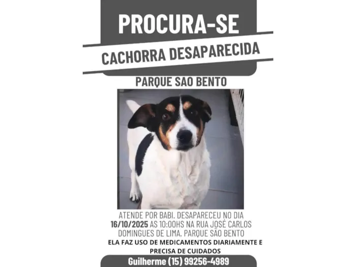 Cachorro ra a Fox Terrier idade 6 ou mais anos nome Babi