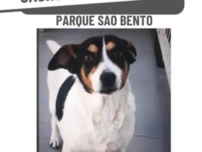 Cachorro raça Fox Terrier idade 6 ou mais anos nome Babi