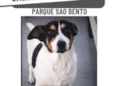 Babi