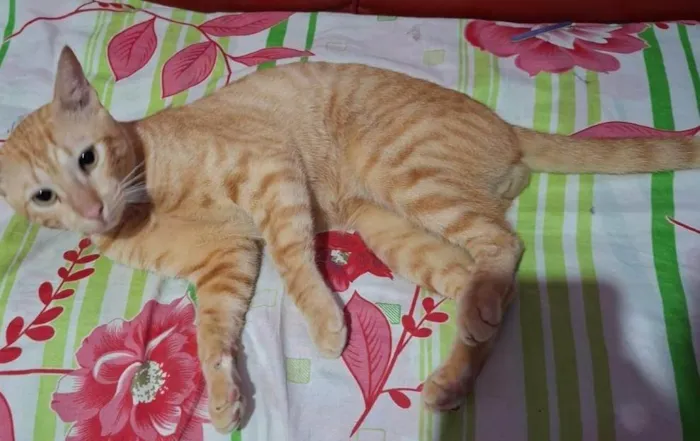 Gato ra a SRD-ViraLata idade 2 anos nome Simbá