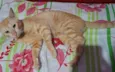 Simbá