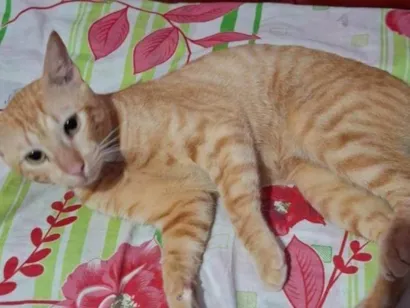 Gato raça SRD-ViraLata idade 2 anos nome Simbá