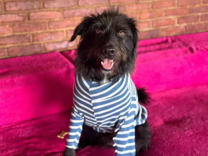 Cachorro ra a SRD-ViraLata idade 3 anos nome Tutty