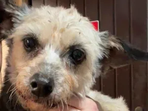 Cachorro raça SRD-ViraLata idade 3 anos nome Babi