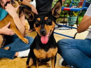 Cachorro raça SRD-ViraLata idade 3 anos nome Moranguinho 