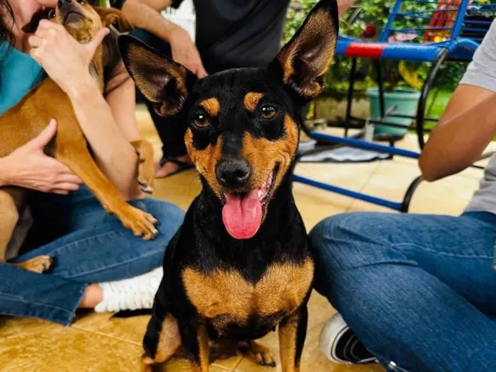 Cachorro ra a SRD-ViraLata idade 3 anos nome Moranguinho 