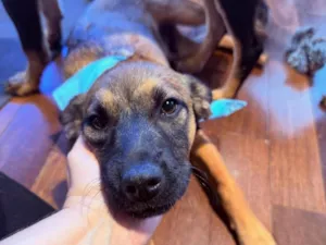 Cachorro raça SRD-ViraLata idade 2 a 6 meses nome Rick