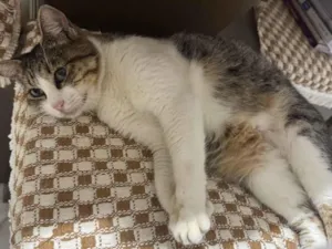 Gato raça SRD-ViraLata idade 2 a 6 meses nome Clarinha
