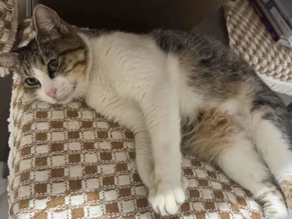 Gato raça SRD-ViraLata idade 2 a 6 meses nome Clarinha