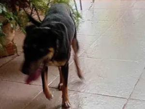 Cachorro raça SRD-ViraLata idade 7 a 11 meses nome Ninja