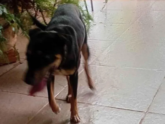 Cachorro ra a SRD-ViraLata idade 7 a 11 meses nome Ninja