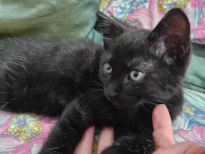 Gato raça SRD-ViraLata idade 2 a 6 meses nome Zezinho