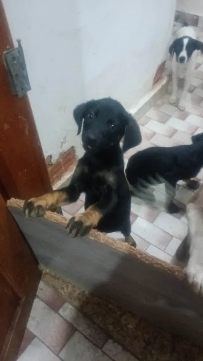 Cachorro raça SRD-ViraLata idade 2 a 6 meses nome Pantera 