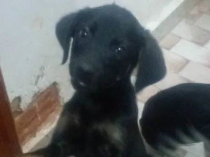 Cachorro raça SRD-ViraLata idade 2 a 6 meses nome Pantera 