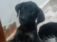 Pantera