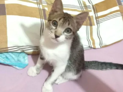 Gato raça SRD-ViraLata idade 2 a 6 meses nome Salinho