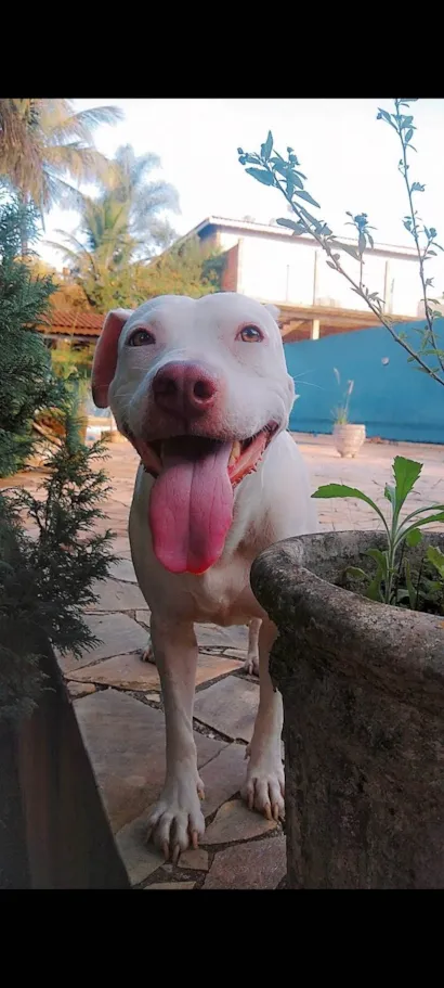Cachorro raça Pit-Bull idade 5 anos nome Deusa