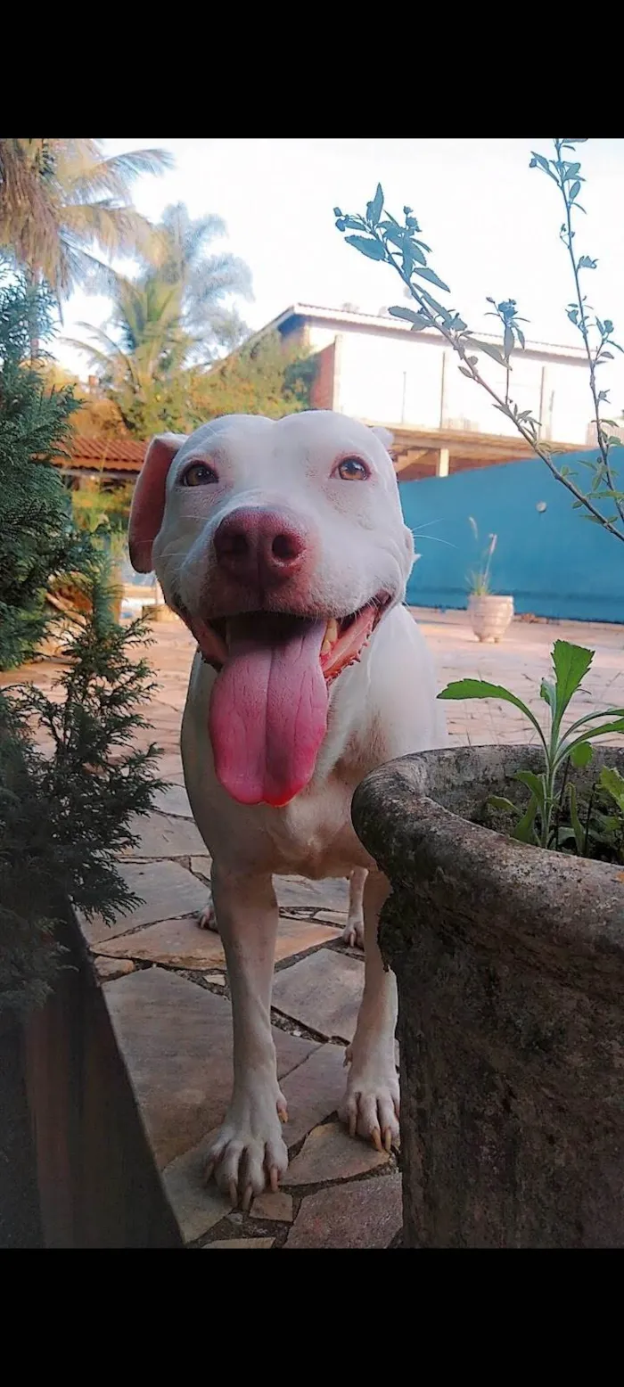 Cachorro ra a Pit-Bull idade 5 anos nome Deusa