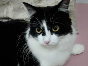 Gato raça SRD-ViraLata idade 1 ano nome Mia 