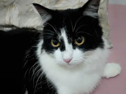 Gato raça SRD-ViraLata idade 1 ano nome Mia 