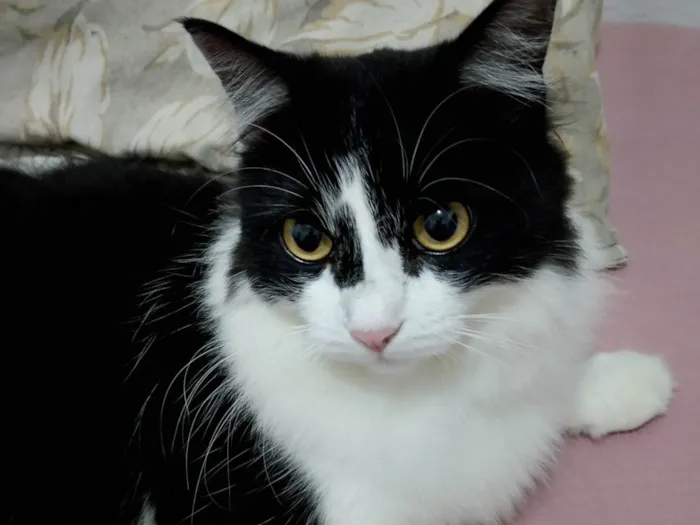 Gato ra a SRD-ViraLata idade 1 ano nome Mia 