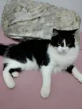 Mia