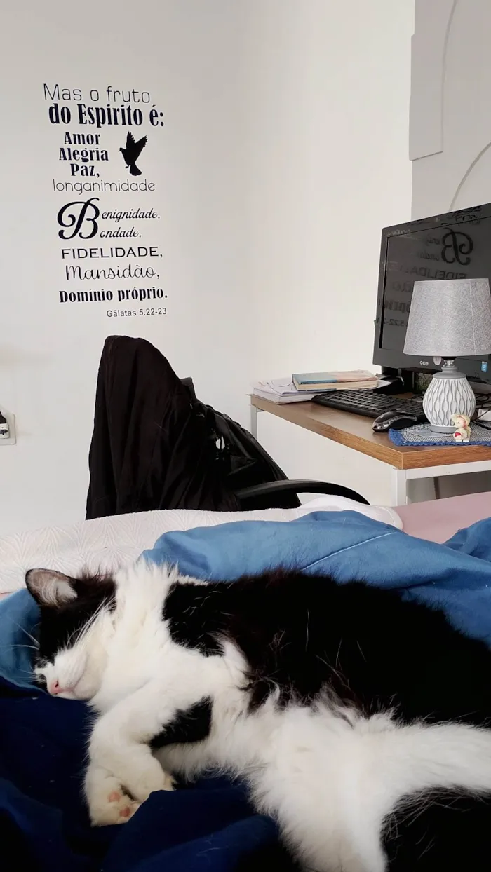 Gato ra a SRD-ViraLata idade 1 ano nome Mia 
