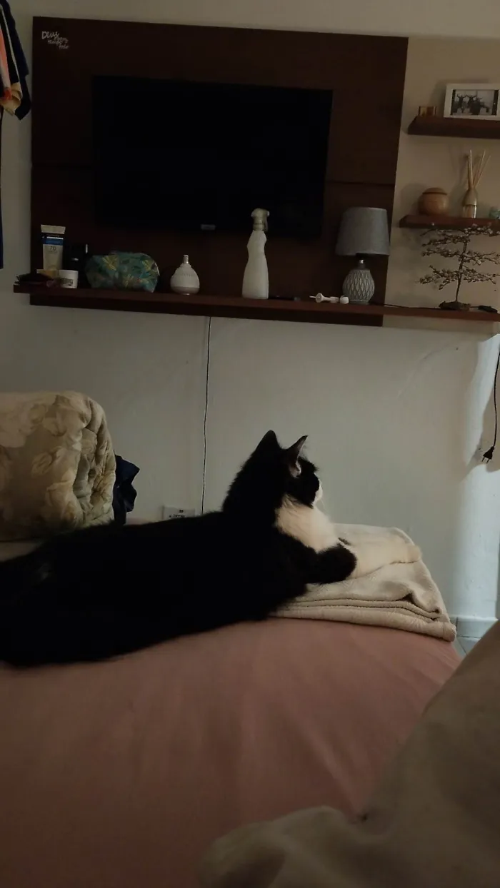 Gato ra a SRD-ViraLata idade 1 ano nome Mia 