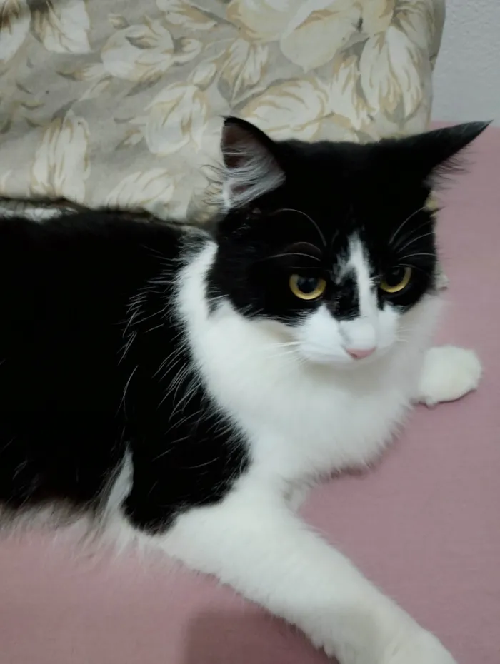 Gato ra a SRD-ViraLata idade 1 ano nome Mia 