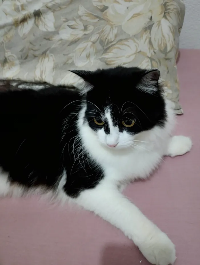 Gato ra a SRD-ViraLata idade 1 ano nome Mia 