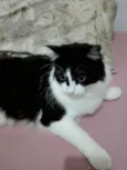 Mia