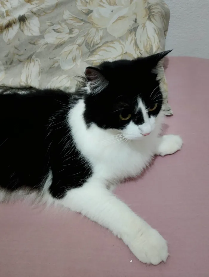 Gato ra a SRD-ViraLata idade 1 ano nome Mia 