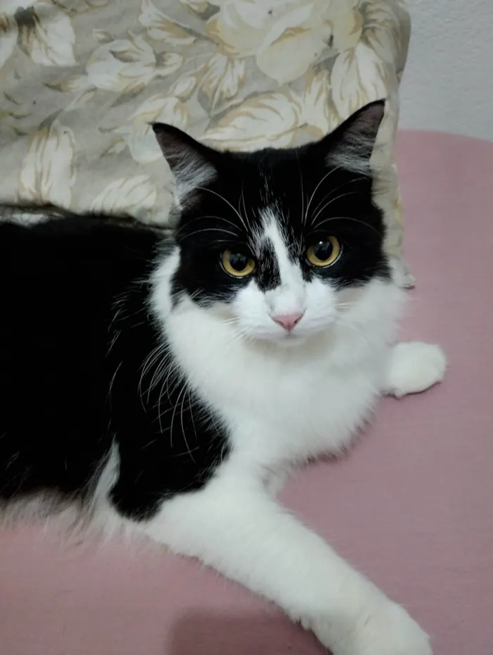 Gato ra a SRD-ViraLata idade 1 ano nome Mia 