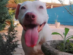 Cachorro raça Pit-Bull idade 5 anos nome Deusa