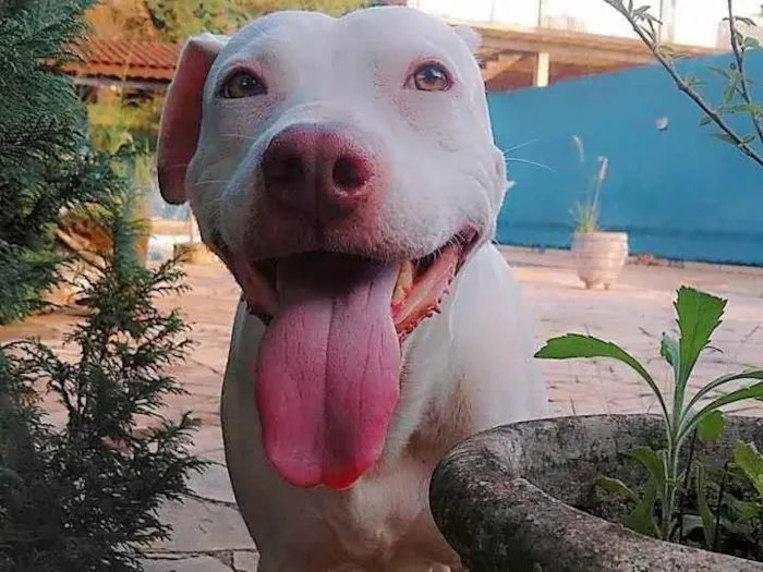 Cachorro ra a Pit-Bull idade 5 anos nome Deusa