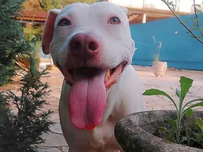 Cachorro raça Pit-Bull idade 5 anos nome Deusa