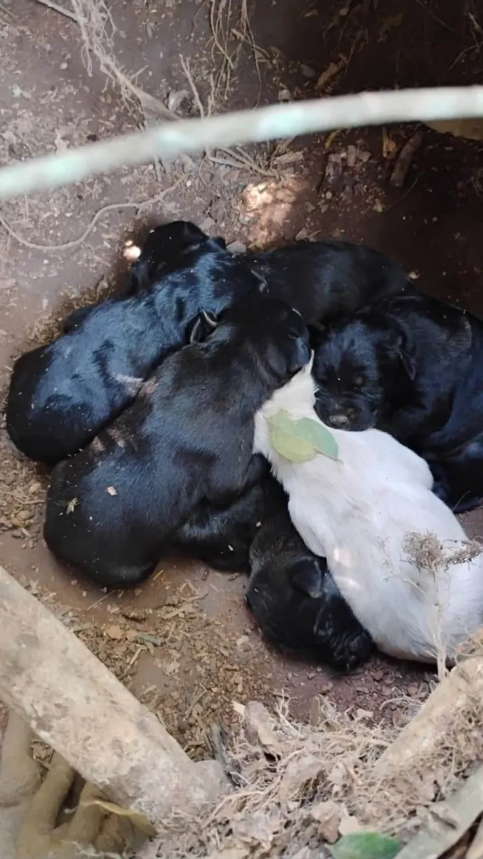 Cachorro ra a SRD-ViraLata idade Abaixo de 2 meses nome Sem nome 
