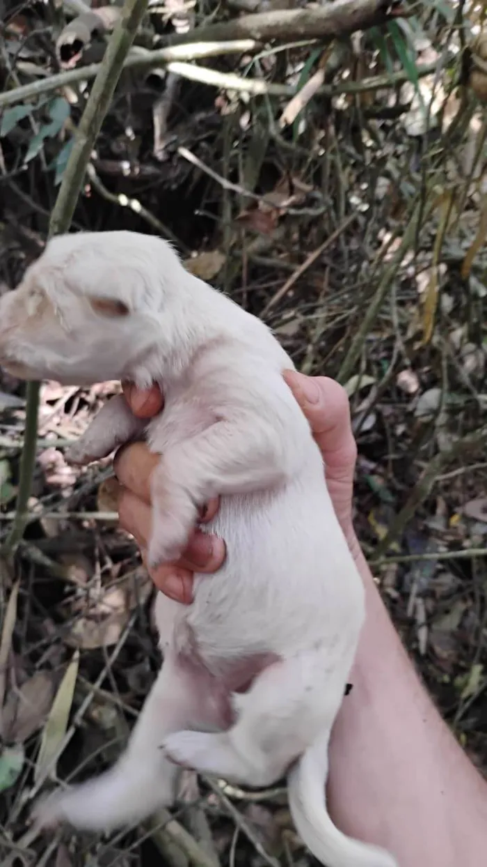 Cachorro ra a SRD-ViraLata idade Abaixo de 2 meses nome Sem nome 