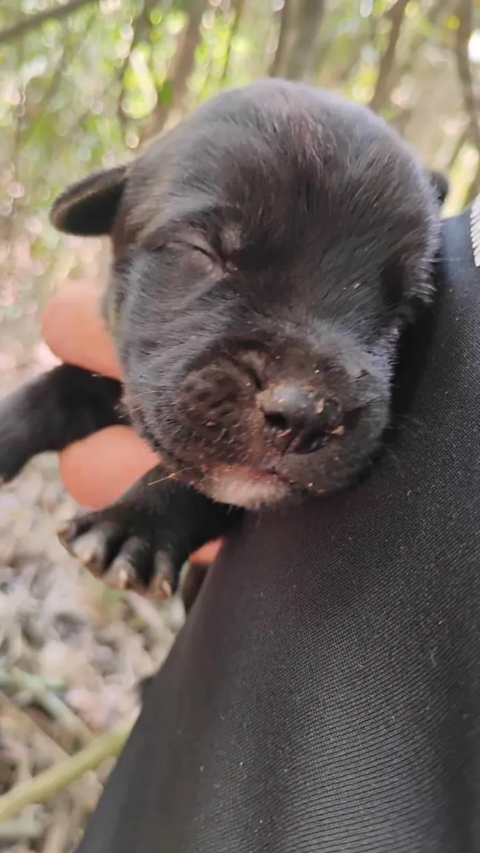 Cachorro ra a SRD-ViraLata idade Abaixo de 2 meses nome Sem nome 